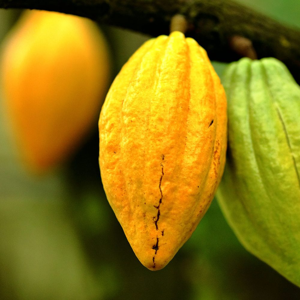 Feves de cacao